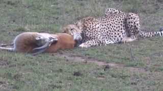 Cheetah hunting a Thompsons Gazelle in Masai Mara Game Reserve Kenya [upl. by Ayekam]