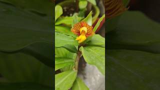 Insulin plant health benefits Costus Igneus  ఇన్సులిన్ మొక్క ఊపయోగాలు  Diabetes [upl. by Burney]