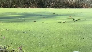 Toxic algae bloom impacts Southern California lakes [upl. by Dieterich884]