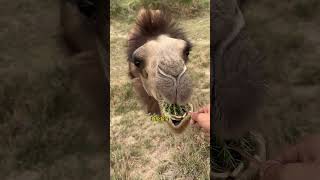 Camel vs Zongzi😍 animals camel cute funny [upl. by Harriman]