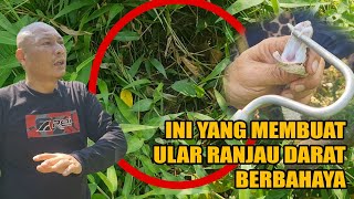 Herping Ranjau Darat yang memakan KORBAN  Part 1 [upl. by Oibesue491]