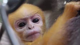 Dusky Langur Born At Howletts Wild Animal Park [upl. by Abas]