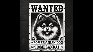 Is This Pomeranian the Worlds Smartest Dog pomeranian shortsvideo dogbreeds [upl. by Vijar128]