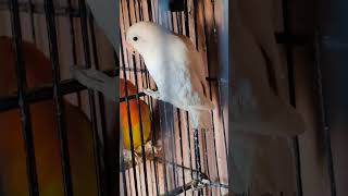 Discover the Charismatic World of Lovebird Parrots 🦜Birds Shorts YouTubeShorts ShortVideoViral [upl. by Anemix]