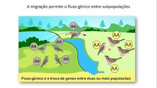 Aula 5  Metapopulações e biogeografia de ilhas [upl. by Heimer]