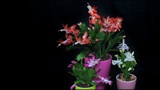 Schlumbergera cv  Herbstkaktus Holiday Cactus [upl. by Yi]