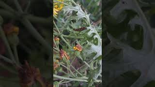 cinnabar moth caterpillar on ragwort Garden wildlife [upl. by Anairo845]