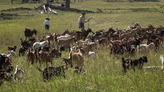 Goats Eat Weeds  Farm to Fork Wyoming [upl. by Emelun994]