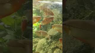 Guramis acuario pecera gurami [upl. by Nawat]