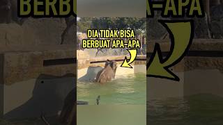 Gajah Ini Mengejutkan Semua Orang [upl. by Guido]