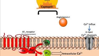 Mechanism of Action of ACE inhibitors [upl. by Yngad]