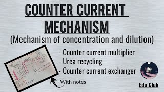 Counter Current Mechanism In Kidney  Renal Physiology [upl. by Orton]