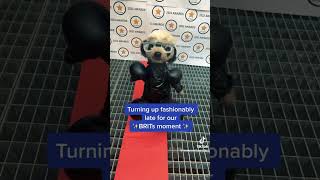 Compare The Meerkat  BRITs Moment ￼ [upl. by Tergram]