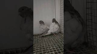 seliver barless chinese owls pigeons youngest ♥️viral ytshorts short fancypigeon [upl. by Lewan]