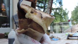 Removing a Hoof Capsule From the Horses Foot [upl. by Roselane]