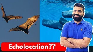 What is Echolocation Eyes for Bats Dolphins Whales and SONAR Explained [upl. by Atnauqal374]