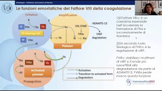 Le funzioni del Fattore VIII della Coagulazione [upl. by Nolaj]