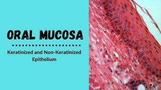 Keratinized and nonkeratinized epithelium  Oral Epithelium [upl. by Annavoeg153]