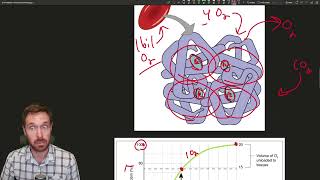 Breathing Explained Regulation Gas Transport and Oxygen and CO2 Exchange [upl. by Tenaj734]