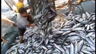 Huling Ariya Namin Bigeye Scad And Skipjack Tuna Ang Aming Huli May 25 2024 Part 3 [upl. by Abate]