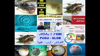 ⴰⵖⵔⴹⴰ  ⵟⴻⴱⴱⴰ ⵏ ⵢⵉⵍⵍ  Le Fugu  Glob  ارنب البحر  الطوبة [upl. by Anaitat434]