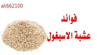 فوائد عشبه الاسبغول  benefits herb Plantago Ovata [upl. by Lhamaj]