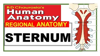 Chp13  STERNUM  Bones of Thorax  Chest Wall  Thoracic Cage  Ribs  Costal Cartilages [upl. by Anidem974]