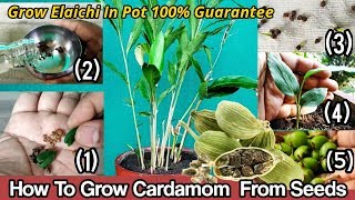 How To Grow Cardamom From Seeds  Grow Elaichi in pot Step By Step Guide With 6 Months Updates [upl. by Nauqyt]