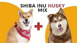 Shiba Inu Husky Mix Everything You Need to Know [upl. by Haraj100]