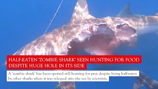 Halfeaten Zombie shark seen hunting for food despite huge hole in its side [upl. by Limbert]