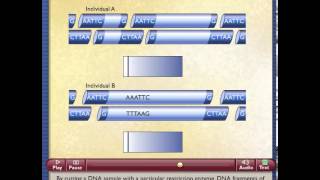 Restriction Fragment Length Polymorphism [upl. by Haraf386]