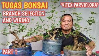 TUGAS BONSAI BRANCH SELECTION AND WIRING [upl. by Yuhas]