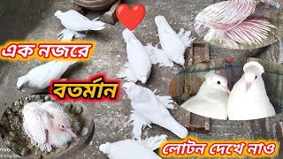 লোটন কবুতর Top Loton Pigeon🔥 Indian Loton Pigeon Fancypigeon [upl. by Fondea]