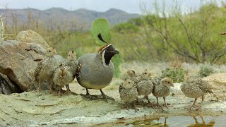 Gambels Quail chicks the first 15 days of life Trail camera macro footage [upl. by Bellina]