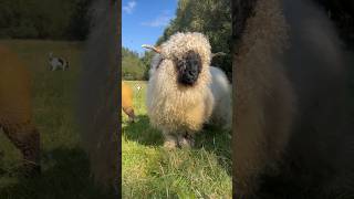 Queen Ina 👑 valais valaisblacknose showsheep sheep [upl. by Ivek]