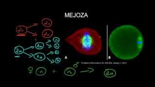 Mejoza  na drodze do rozmnażania płciowego [upl. by Anoved]