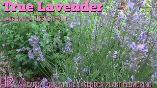 ⟹ TRUE LAVENDER  Lavandula angustifolia  plants are flowering [upl. by Navannod]