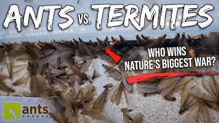 ANTS vs TERMITES  I Filmed Natures Biggest War In My Yard [upl. by Nyberg673]