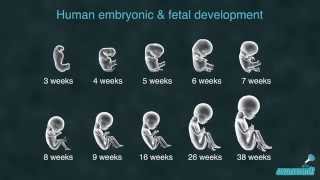 human embryonic and fetal development  10 stages [upl. by Chassin811]