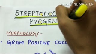 STREPTOCOCCUS PYOGENES  microbiology handwritten notes [upl. by Yarvis984]