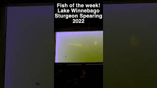 Sturgeon Spearing  Ice Fishing Fish of the week February 7 2024 sturgeonfishing spearfishing [upl. by Fernanda]