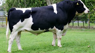 HolsteinFriesian bulls [upl. by Tfat192]