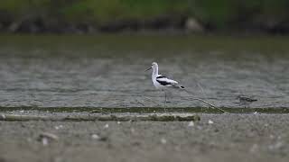 American Avocet 1888 [upl. by Petulah181]