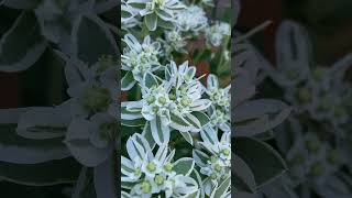 euphorbia marginata flower shortvideo garden flowers [upl. by Jacquelyn578]