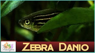 All About Zebra Danio The Ultimate Beginner Fish [upl. by Alym717]