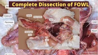 Dissection of a Fowl displaying the Digestive Respiratory and Reproductive system KET Academy [upl. by Wulfe]