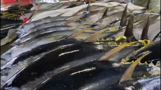 Kamada ang mga Tuna at malapit ng maging pera trending tuna fishinglife [upl. by Hakym]