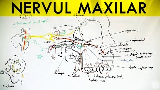 N Trigemen  Nervul MAXILAR [upl. by Kerrison]