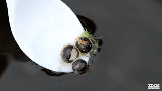 Southern Corroboree Frog eggs released to the wild [upl. by Dlonra]