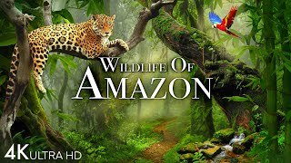 Wildlife of Amazon 4K  Animals That Call The Jungle Home  Amazon Rainforest  Relaxation Film [upl. by Ilario819]